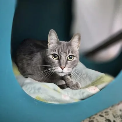 A senior small-sized female Gray & White Domestic Short Hair cat named Pepper for adoption in Sacramento, CA