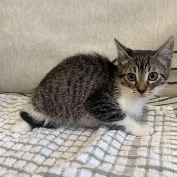 A baby small-sized female Gray / Blue / Silver Domestic Short Hair cat named Basil for adoption in Long Beach, CA
