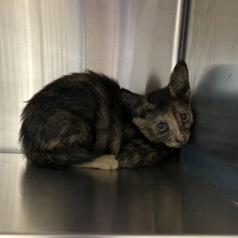 A baby small-sized female Orange / Red Domestic Short Hair cat named Catalina for adoption in League City, TX