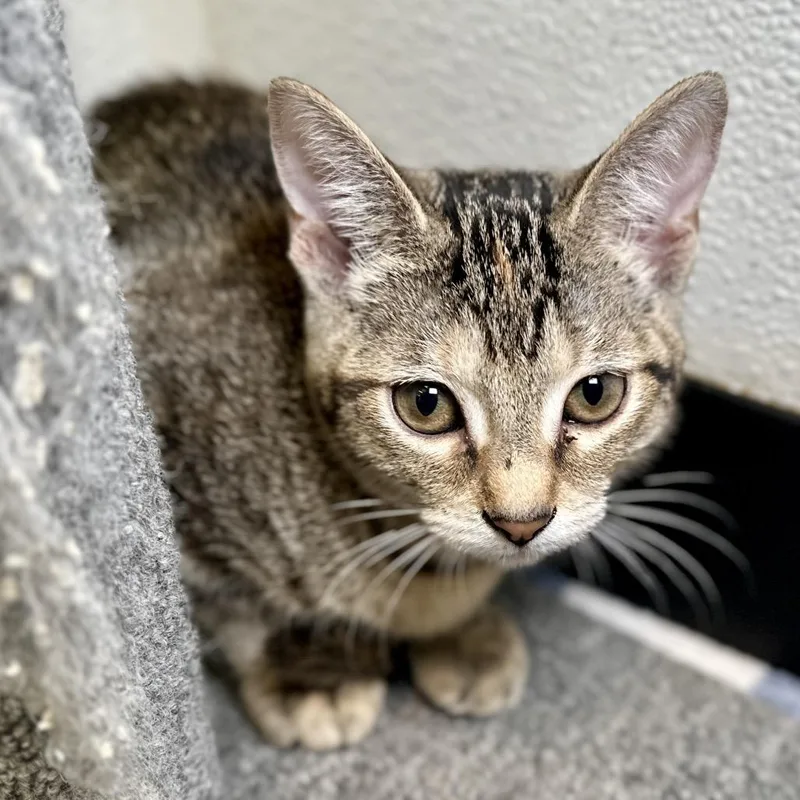 A baby small-sized female Brown / Chocolate Domestic Short Hair cat named Porcelain Painted Horse for adoption in Austin, TX