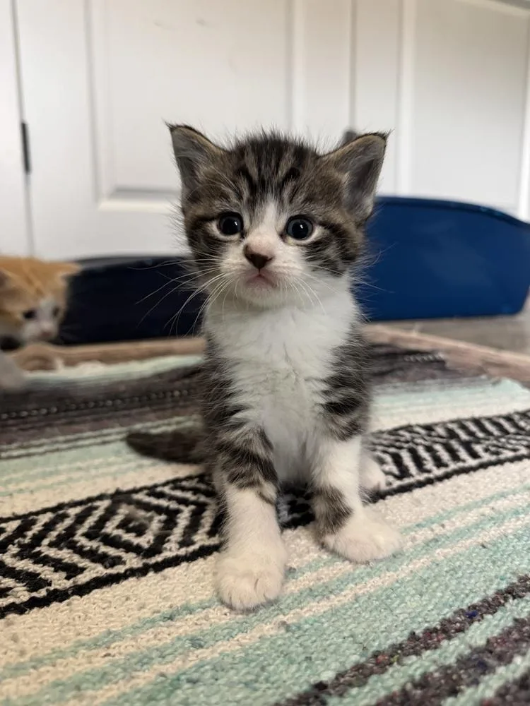A baby medium-sized female Domestic Short Hair cat named Beaker for adoption in Bolivar, MO