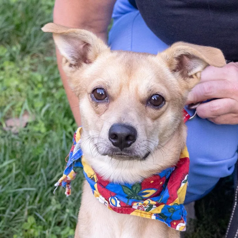 A young small-sized male Basenji dog named RascalAvail for adoption in West Grove, PA