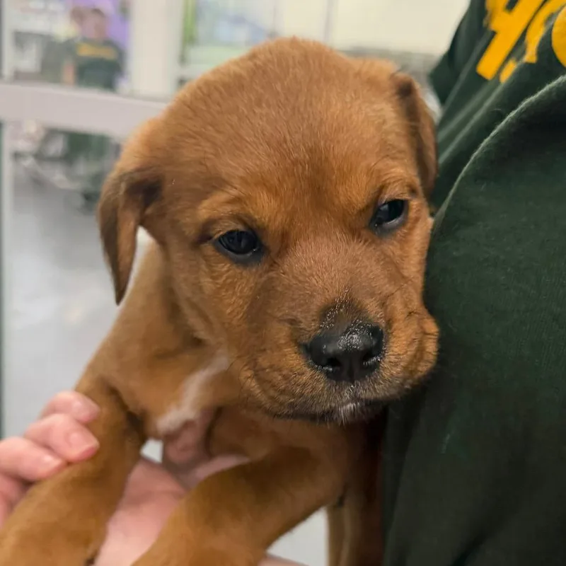 A baby small-sized male Brown / Chocolate Mixed Breed dog named Rondo for adoption in Montgomery, AL
