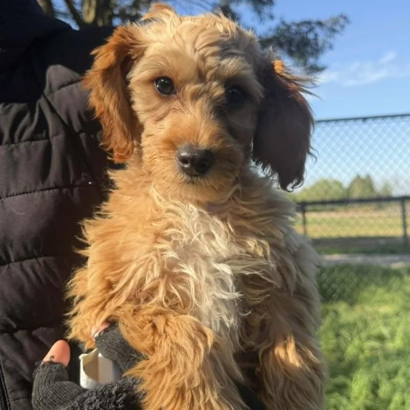 A baby small-sized female Yorkshire Terrier dog named Truffles for adoption in Havertown, PA
