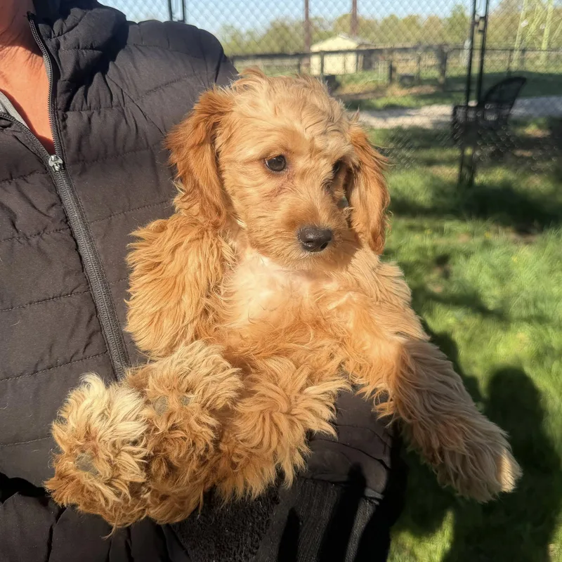 Truffles thumbnail 2