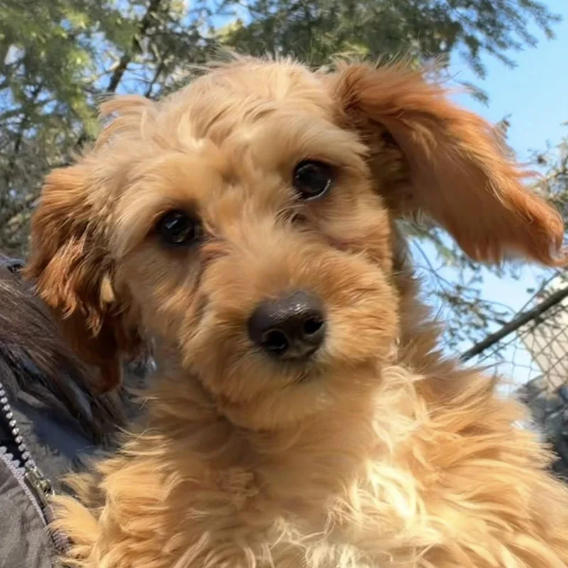 Truffles thumbnail 3