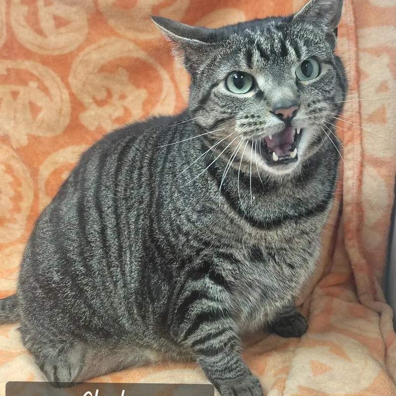 An adult small-sized male Domestic Short Hair cat named Clyde for adoption in New Tazewell, TN