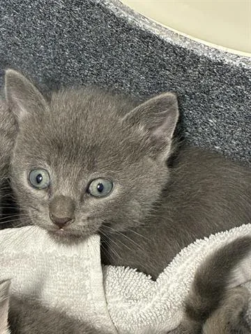 A baby small-sized male Domestic Short Hair cat named Louis for adoption in San Martin, CA