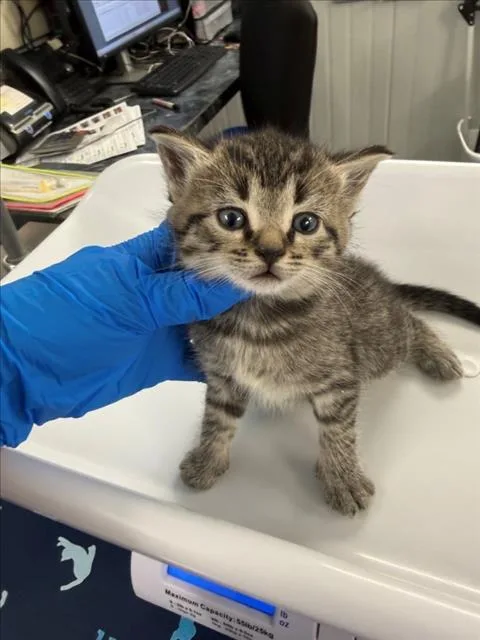 A baby small-sized male Brown / Chocolate Domestic Short Hair cat named Red for adoption in Woodland, CA