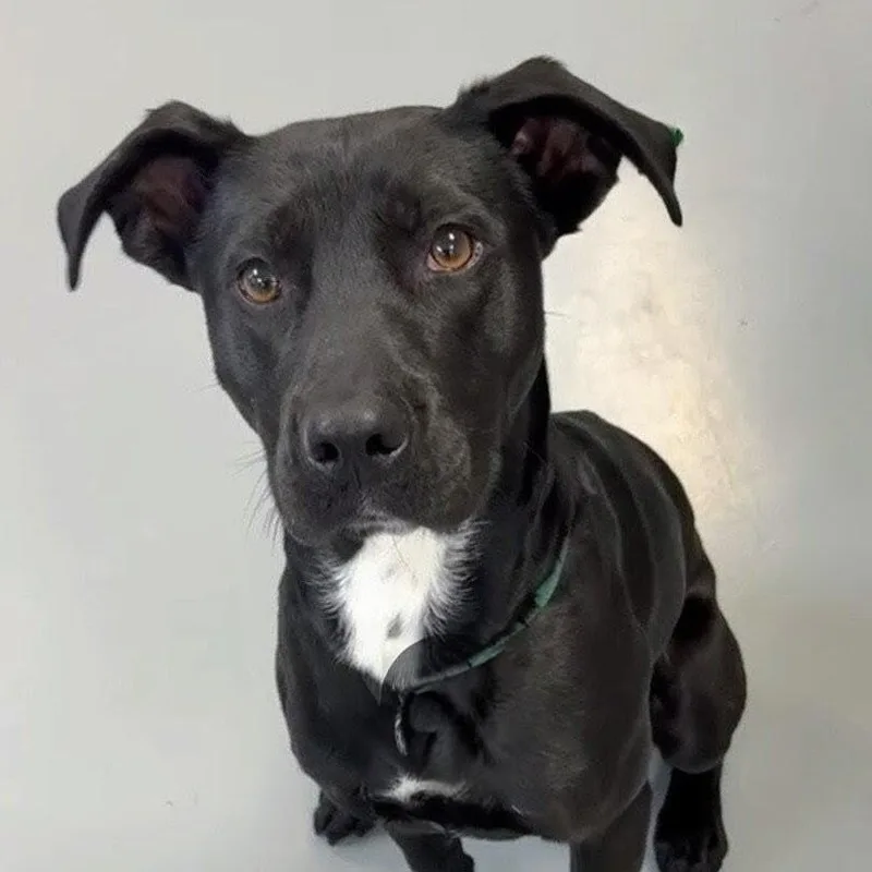 A young medium-sized male Black Labrador Retriever dog named Banjo for adoption in Willington, CT