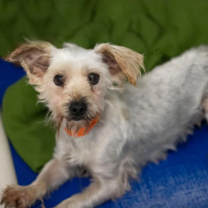 An adult small-sized female Gray / Blue / Silver Yorkshire Terrier dog named Wilma for adoption in Peyton, CO