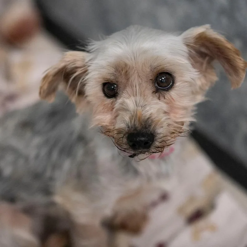 Wilma thumbnail 3