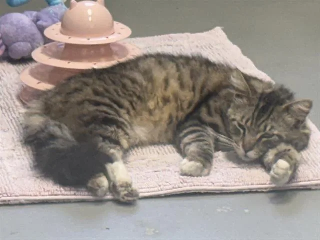 A young large-sized male Domestic Medium Hair cat named Maverick for adoption in Santa Cruz, CA