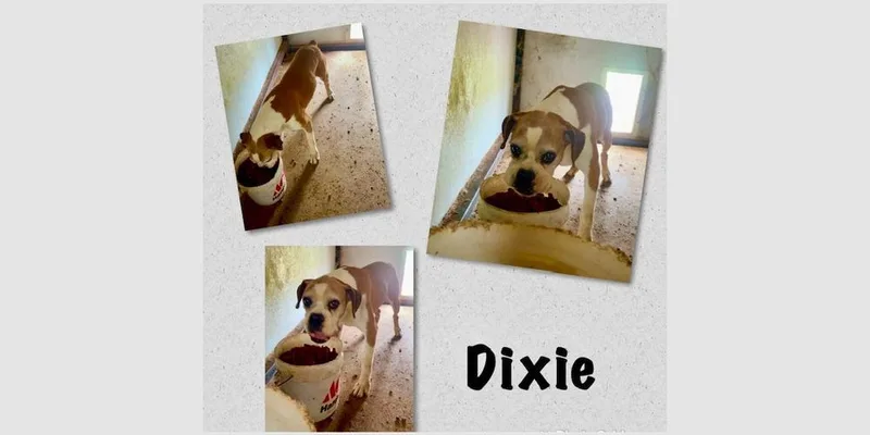 A senior medium-sized female Boxer dog named Dixie Iii for adoption in Hewitt, TX
