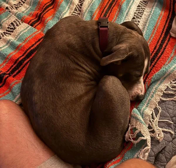 Sweet Pea thumbnail 2