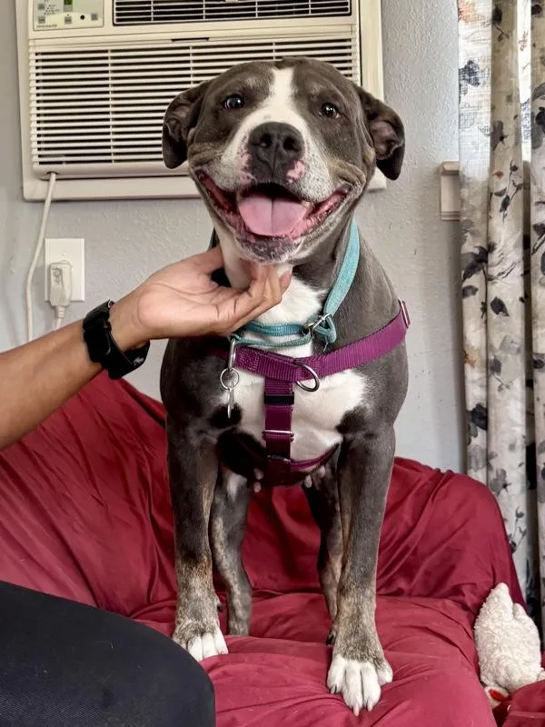 Sweet Pea thumbnail 3