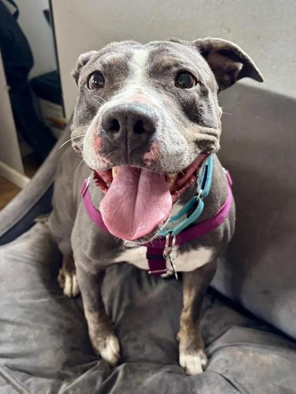 Sweet Pea thumbnail 4