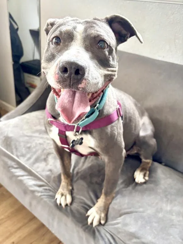 Sweet Pea thumbnail 5