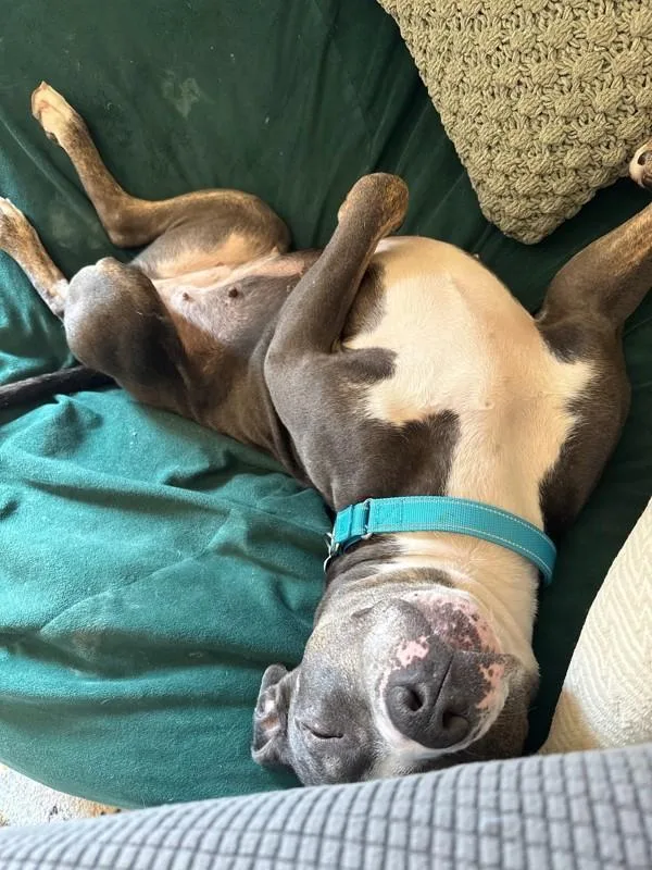 Sweet Pea thumbnail 6