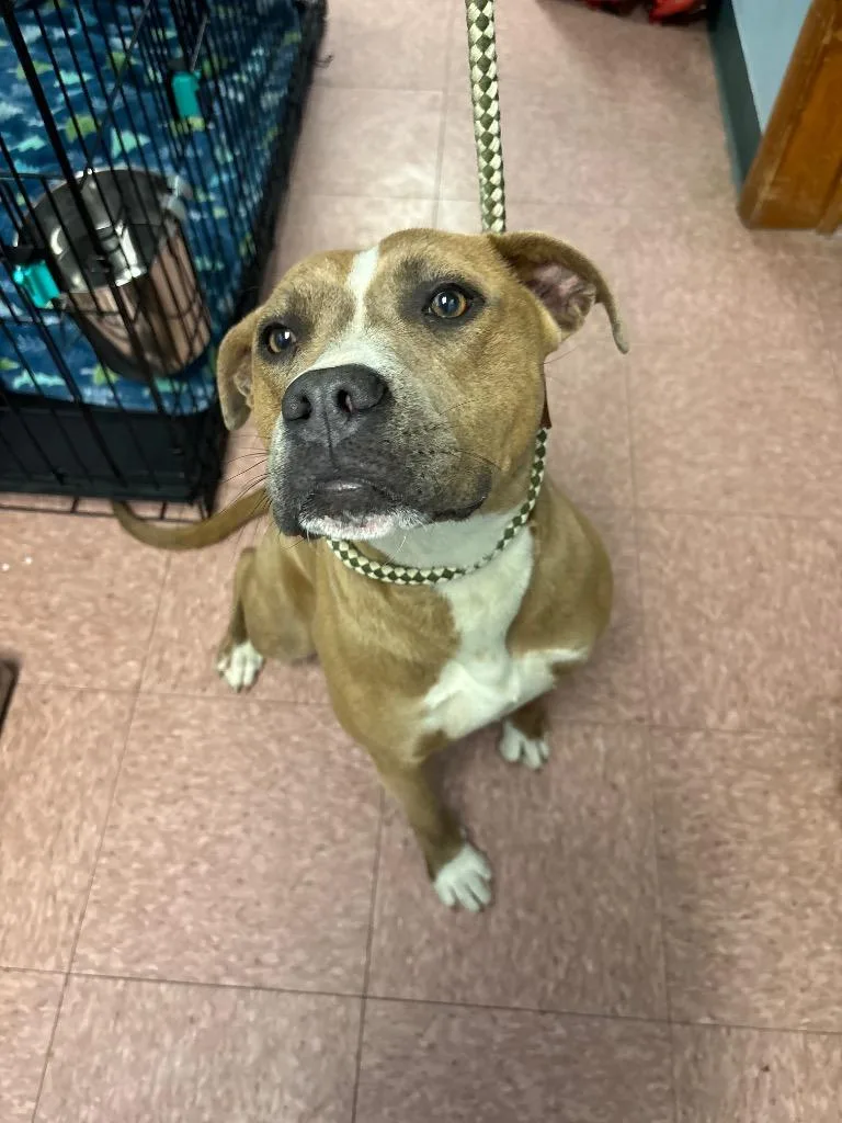 A young medium-sized female Pit Bull Terrier dog named Candy for adoption in Wabash, IN