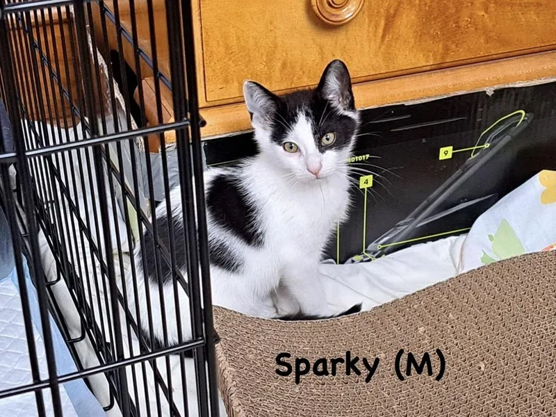 A baby small-sized male Black & White / Tuxedo Domestic Short Hair cat named Sparky for adoption in Telford, PA