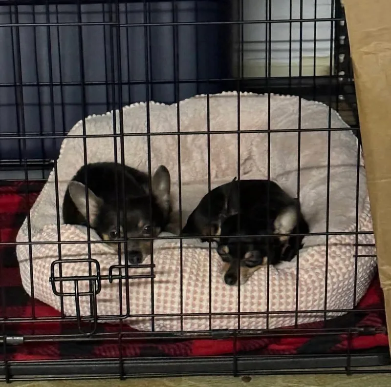 Sonny & Sassy thumbnail 2