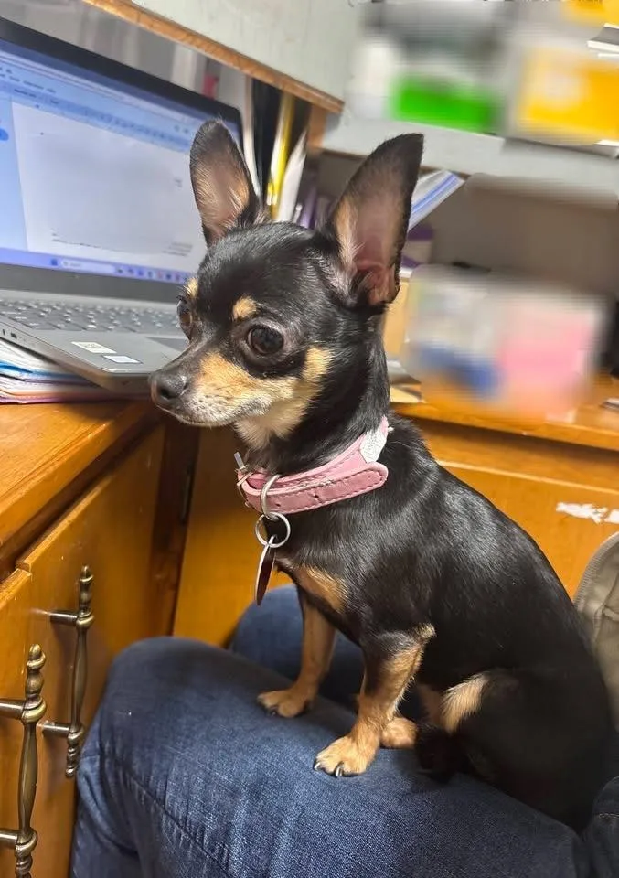 Sonny & Sassy thumbnail 3