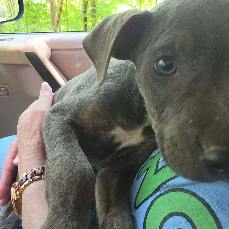 A baby small-sized male Gray / Blue / Silver Pit Bull Terrier dog named Bon Jovi for adoption in Dover, AR