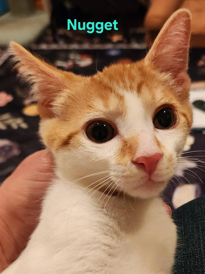 A baby small-sized male Orange & White Domestic Short Hair cat named Nugget for adoption in Warminster, PA