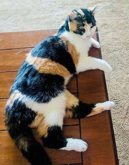 A senior medium-sized female Calico American Shorthair cat named Lilbit for adoption in Bertram, TX