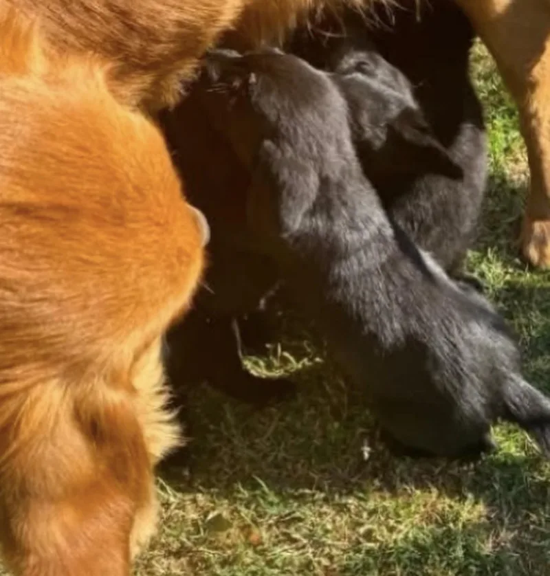 Beyoncé  Tina & thumbnail 2