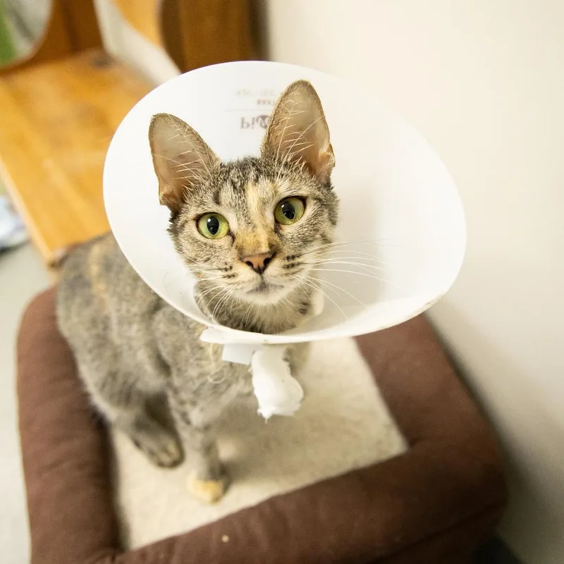 An adult medium-sized female Domestic Short Hair cat named Big Mac for adoption in Gainesville, FL