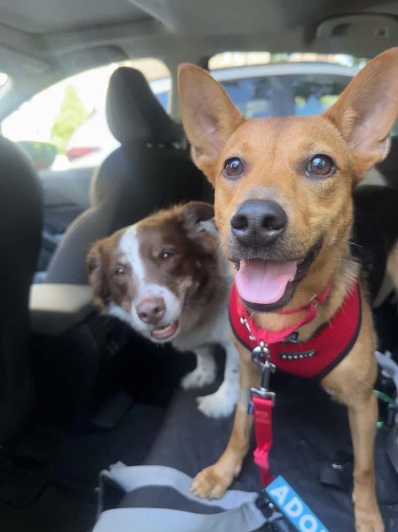 A young medium-sized female Mixed Breed dog named Shakira for adoption in Brooklyn, NY