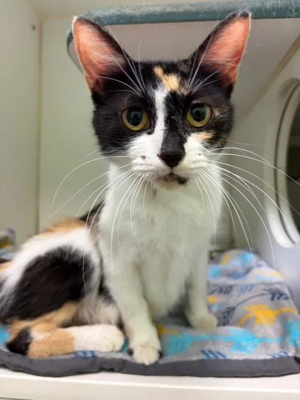 An adult small-sized female Domestic Short Hair cat named Daphne for adoption in Mansfield, TX