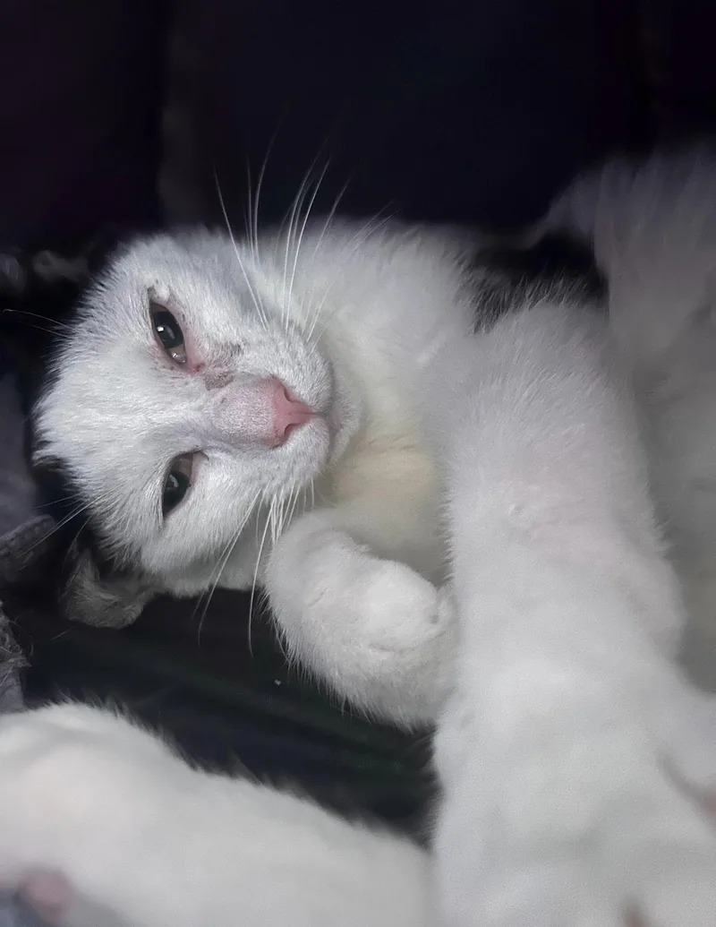 A young medium-sized male Black & White / Tuxedo Domestic Short Hair cat named Woody for adoption in Nashville, TN