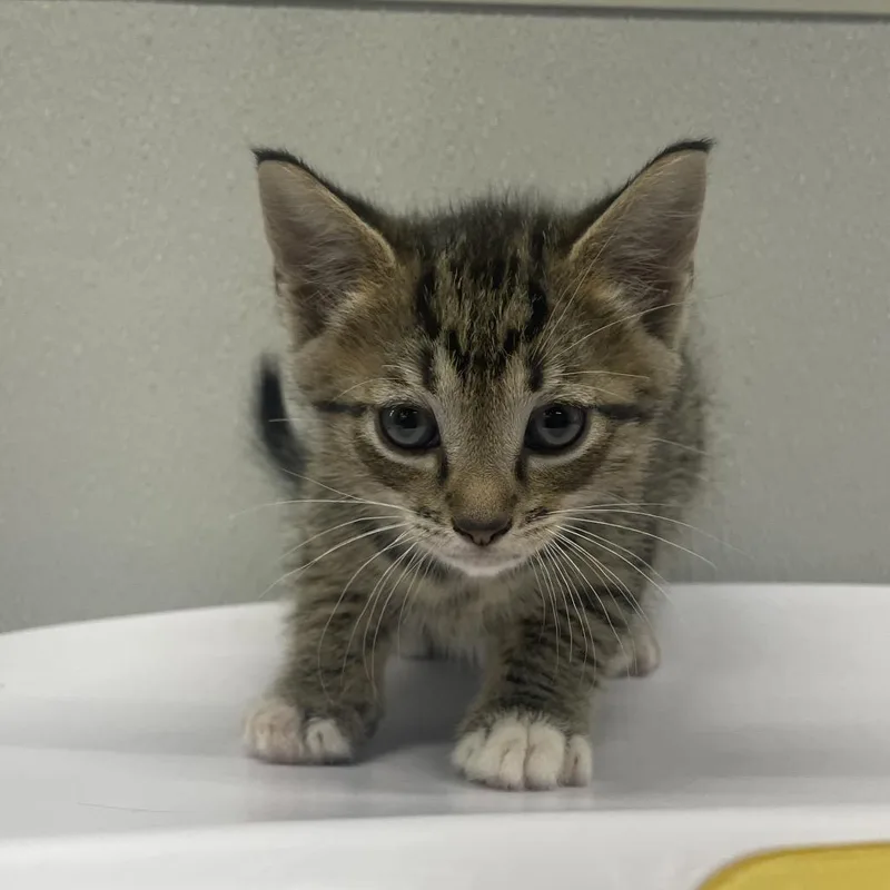 A baby small-sized male Brown / Chocolate Domestic Short Hair cat named Chester for adoption in Clearwater, FL