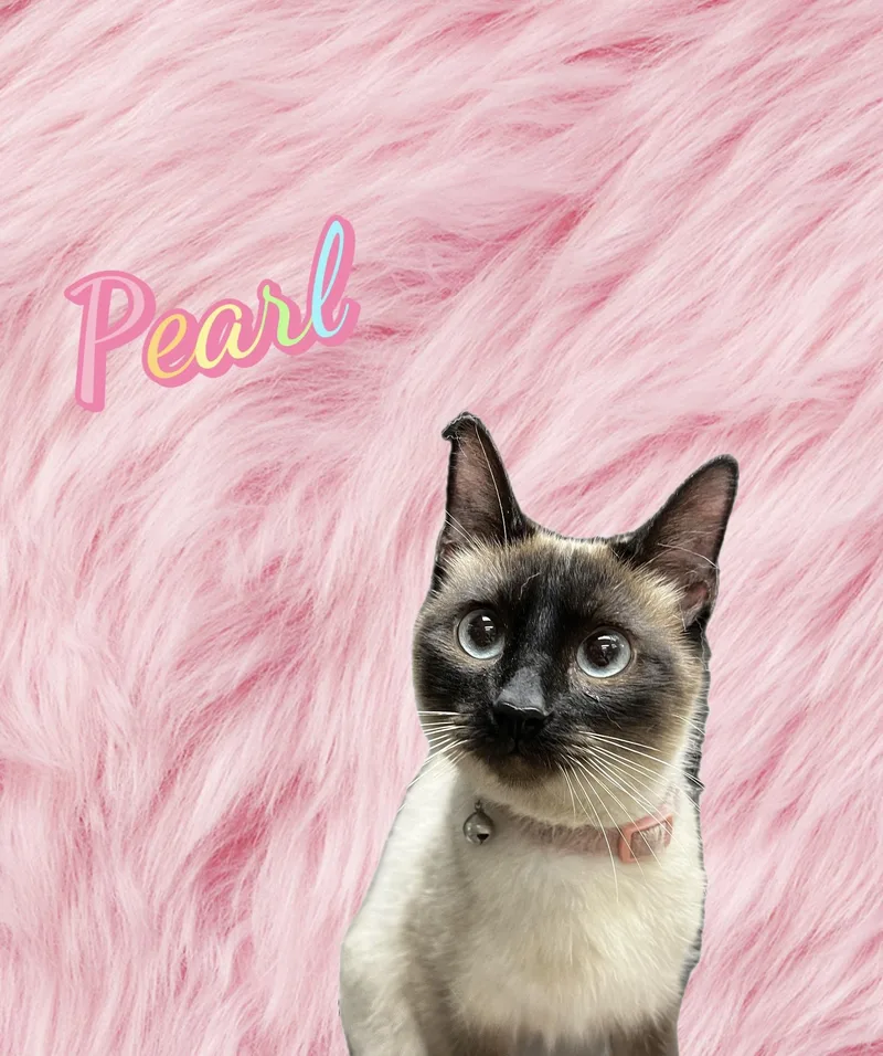 A young medium-sized female Chocolate Point Siamese cat named Pearl for adoption in New Castle, IN