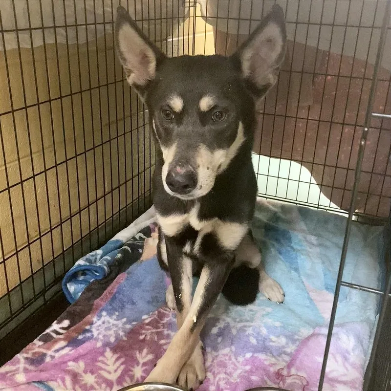 A young medium-sized male Yellow / Tan / Blond / Fawn Mixed Breed dog named Professor Utonium for adoption in Memphis, TN