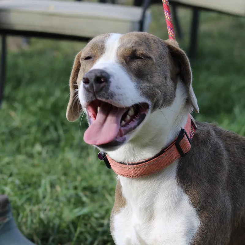 Olympic Torch thumbnail 2