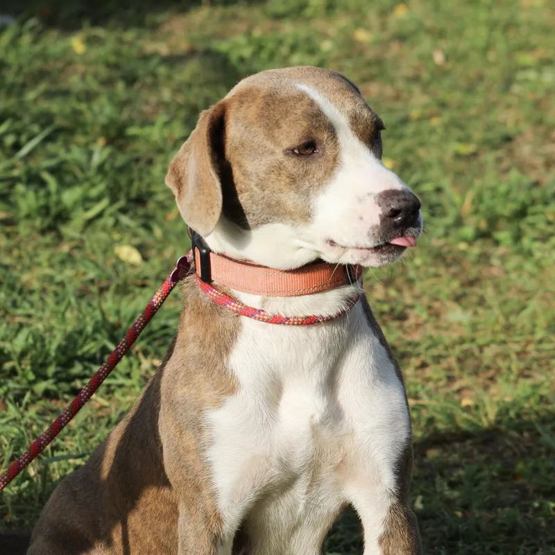 Olympic Torch thumbnail 3