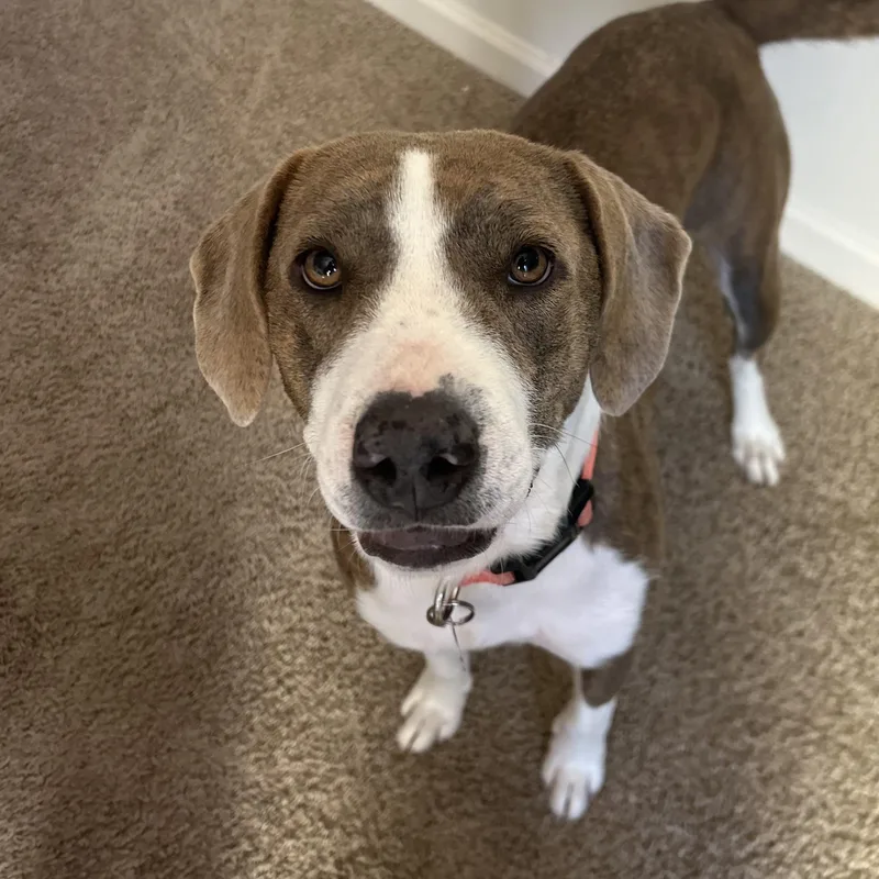 Olympic Torch thumbnail 4