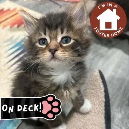 A baby small-sized female Domestic Short Hair cat named Hermione for adoption in Janesville, WI