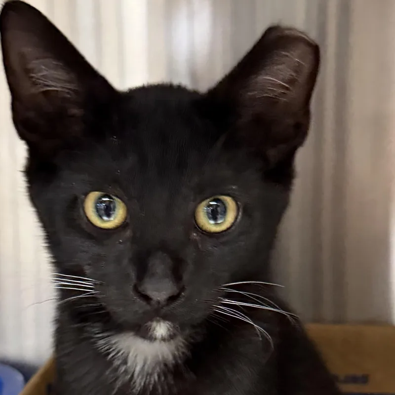 A young medium-sized male Black Domestic Short Hair cat named Rook for adoption in Fernandina Beach, FL