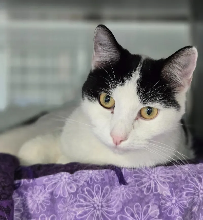 A young medium-sized male Domestic Short Hair cat named Muscari for adoption in Viroqua, WI