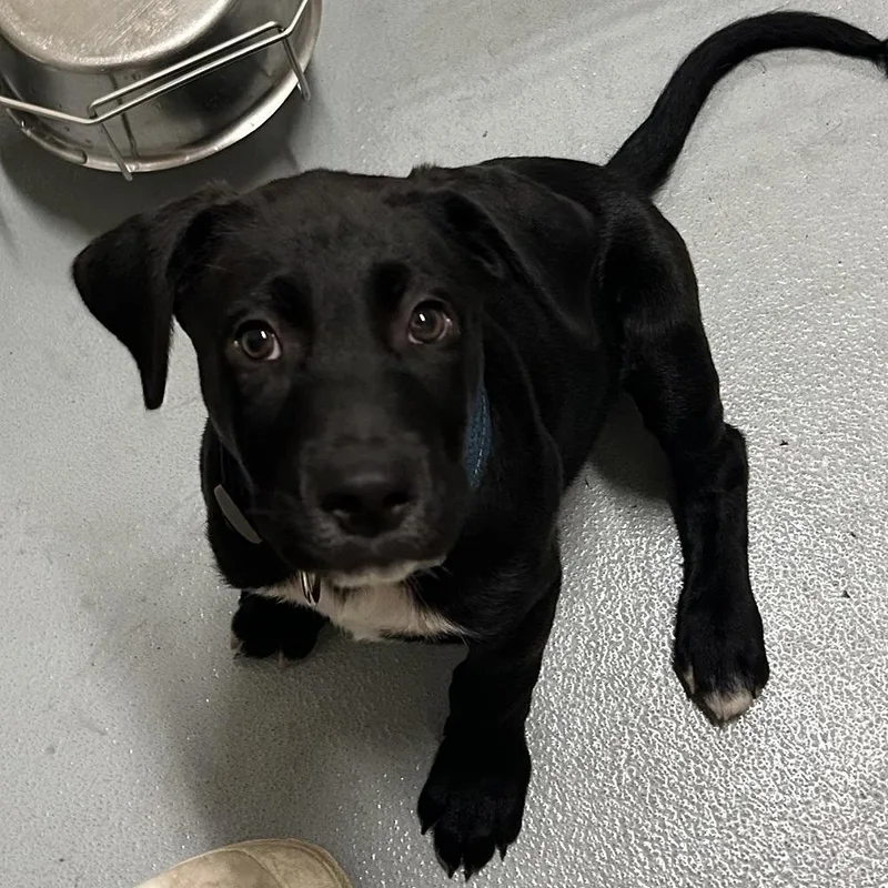 A baby large-sized male Black Labrador Retriever dog named Woody for adoption in Mason City, IA
