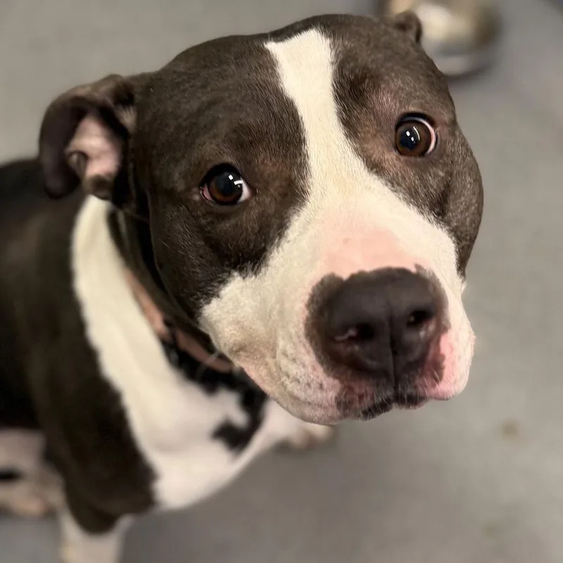 Khaleesi thumbnail 2