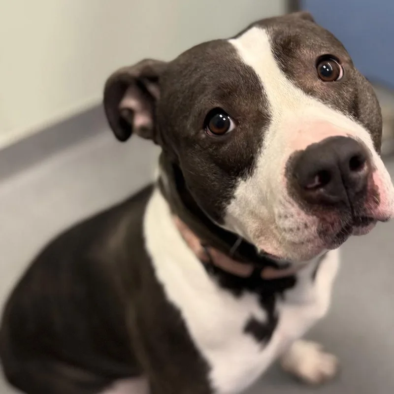 Khaleesi thumbnail 3