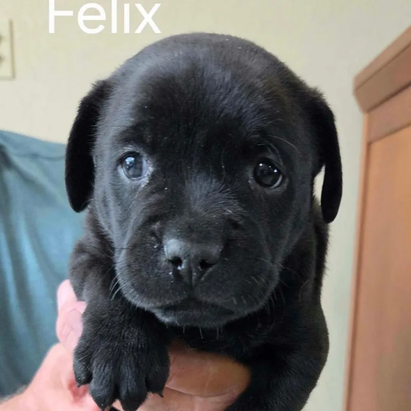 A baby small-sized male Shepherd dog named Felix for adoption in Wadena, MN