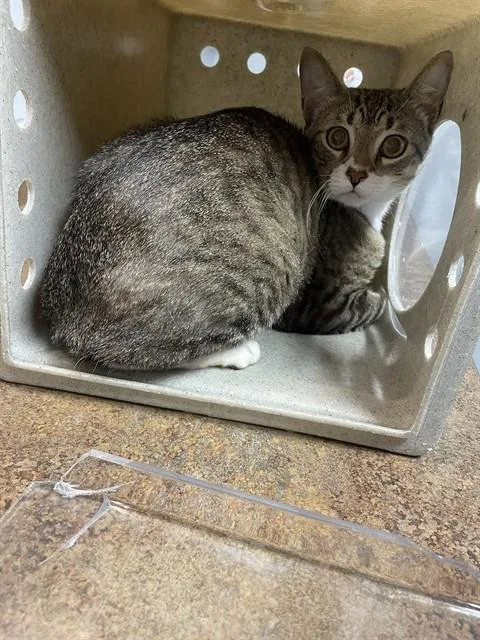 A young medium-sized male Domestic Short Hair cat named Jack for adoption in Tallahassee, FL