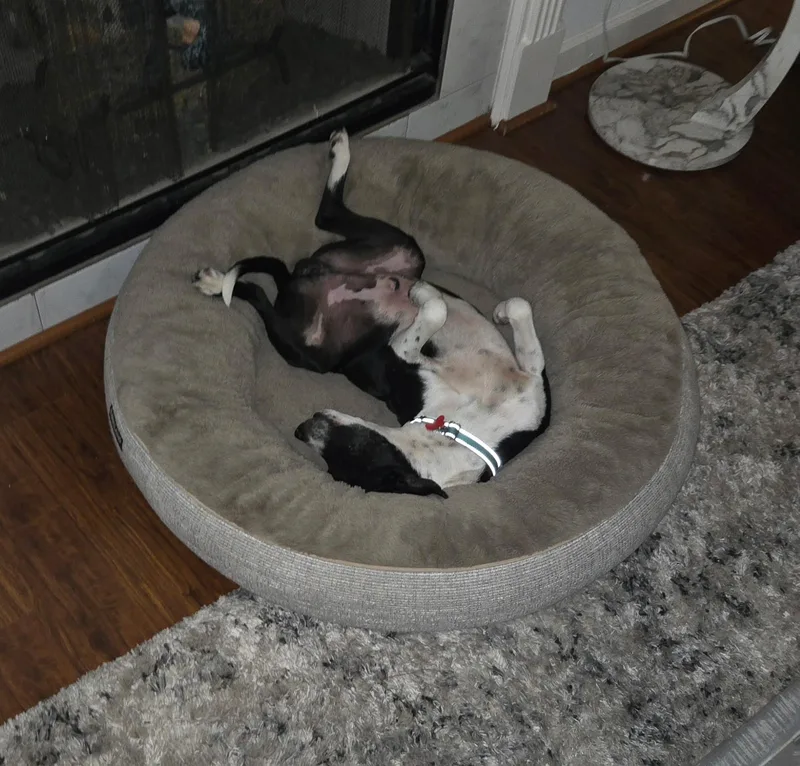 An adult medium-sized male White / Cream Mountain Cur dog named Moonbeam Max for adoption in Houston, TX